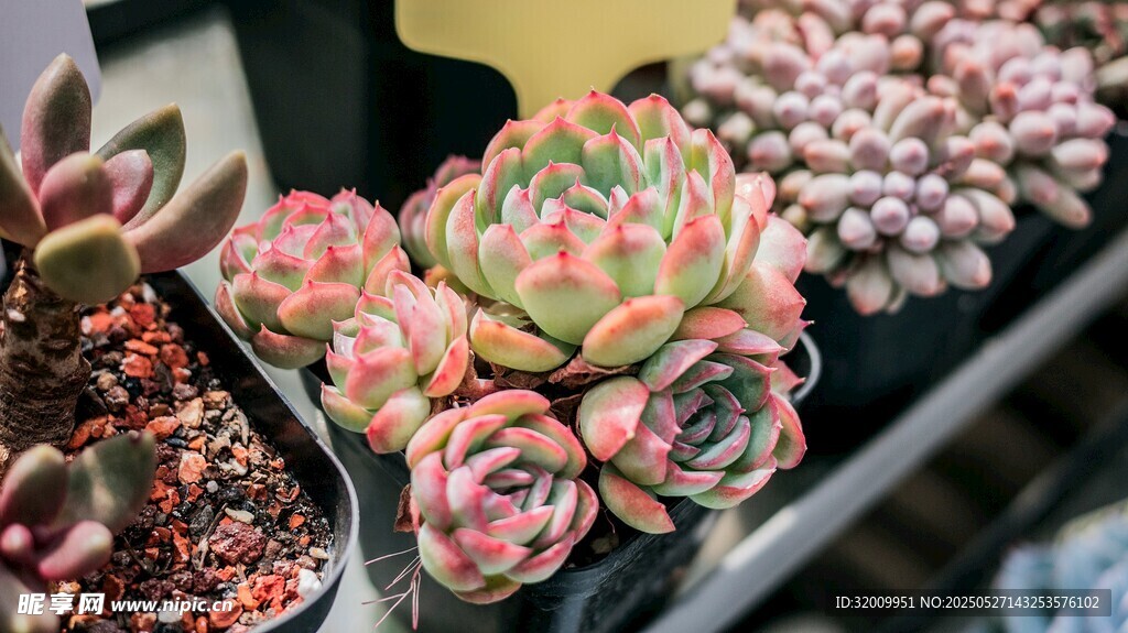 多彩多肉植物精致小盆栽