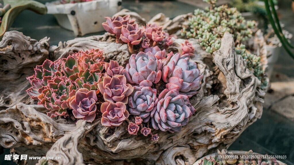 多彩多肉植物组合盆栽