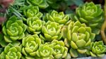 翠绿多肉植物生机勃勃
