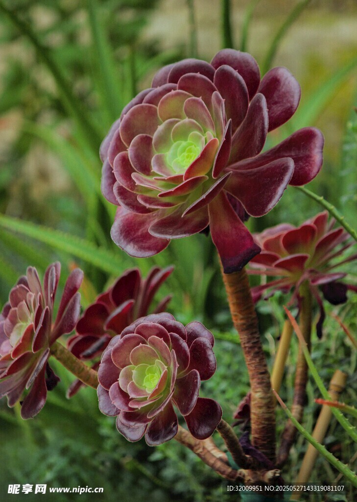 艳丽多肉植物绽放生机