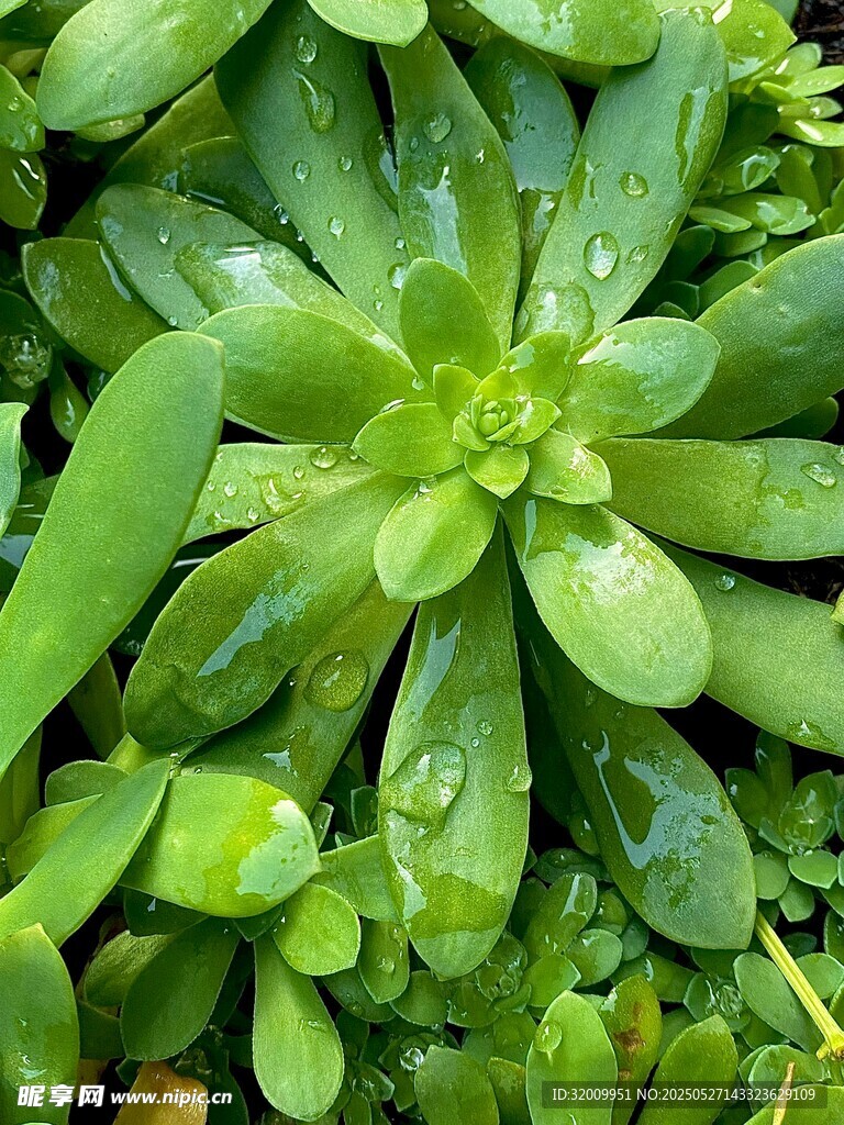 翠绿多汁的多肉植物