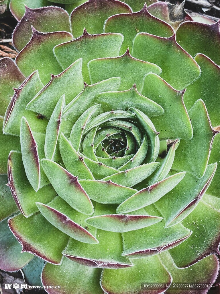 翠绿多肉植物特写
