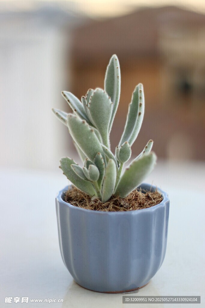 蓝色花盆中的可爱多肉植物