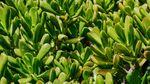 翠绿繁茂的叶片植物