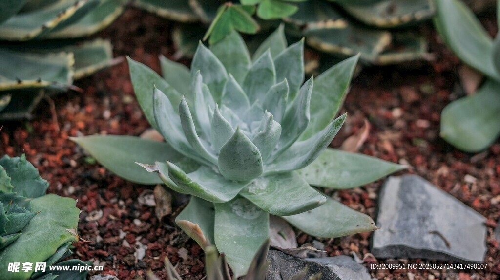 小巧多肉植物特写