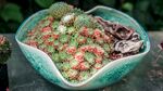 瓷盆中的多彩多肉植物