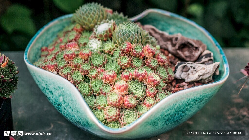瓷盆中的多彩多肉植物