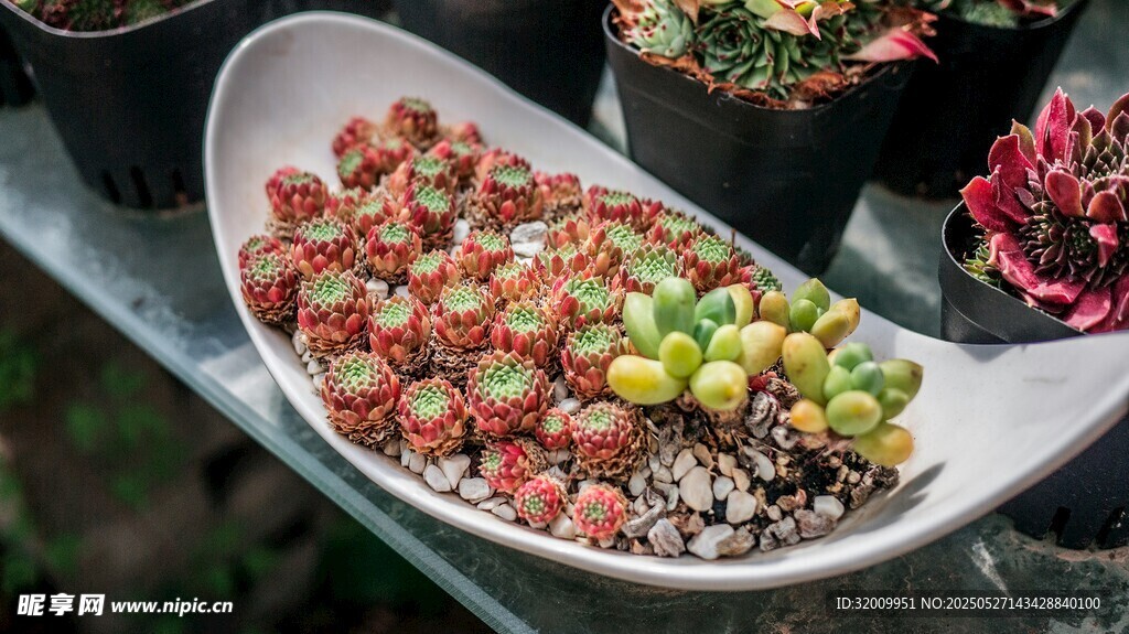 多彩多肉拼盘植物景观