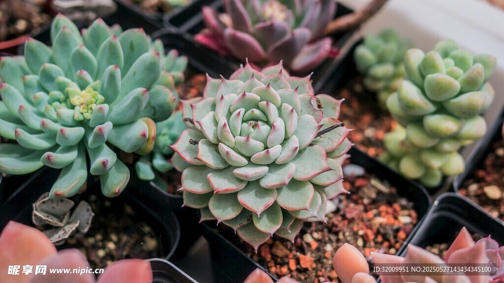 多彩多肉植物盆栽展示