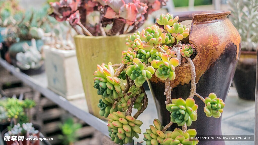 多彩多肉植物盆栽展示