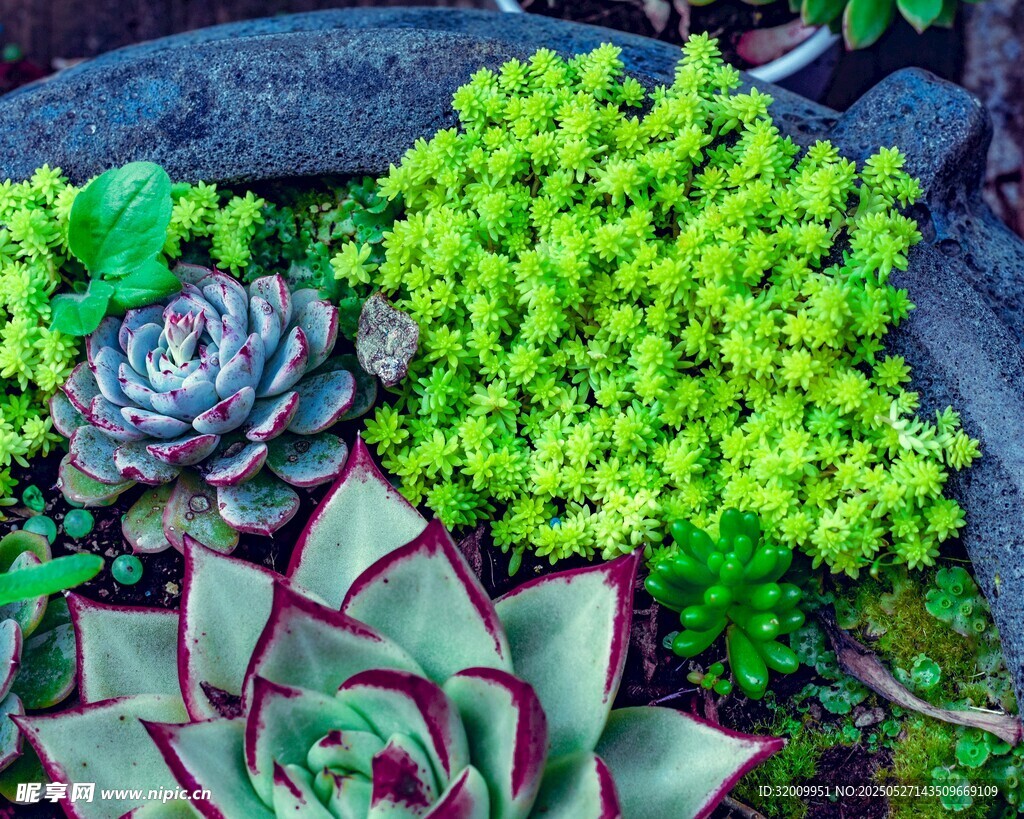 多彩多肉植物盆栽景观