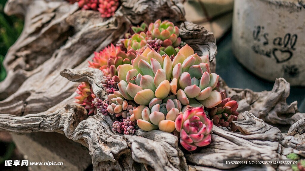 多彩多肉植物种在枯树上