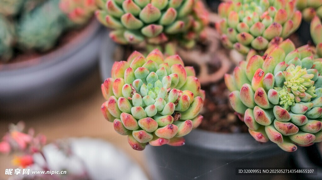 多彩多肉盆栽植物展示