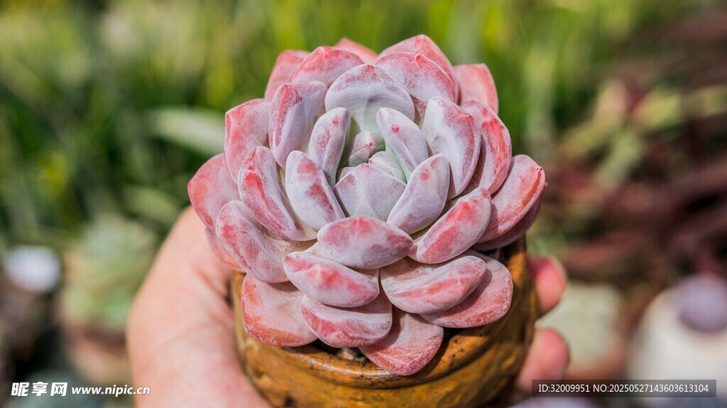 粉紫色多肉植物特写