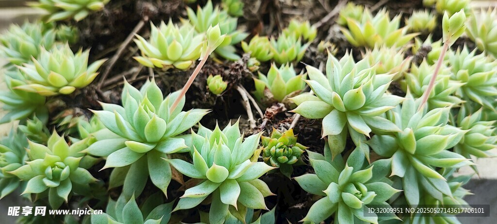 可爱多肉植物盆栽展示