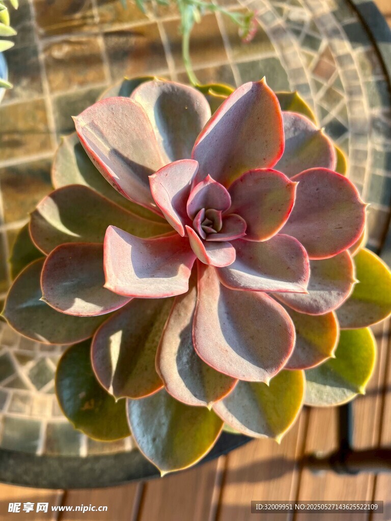 粉边多肉植物特写