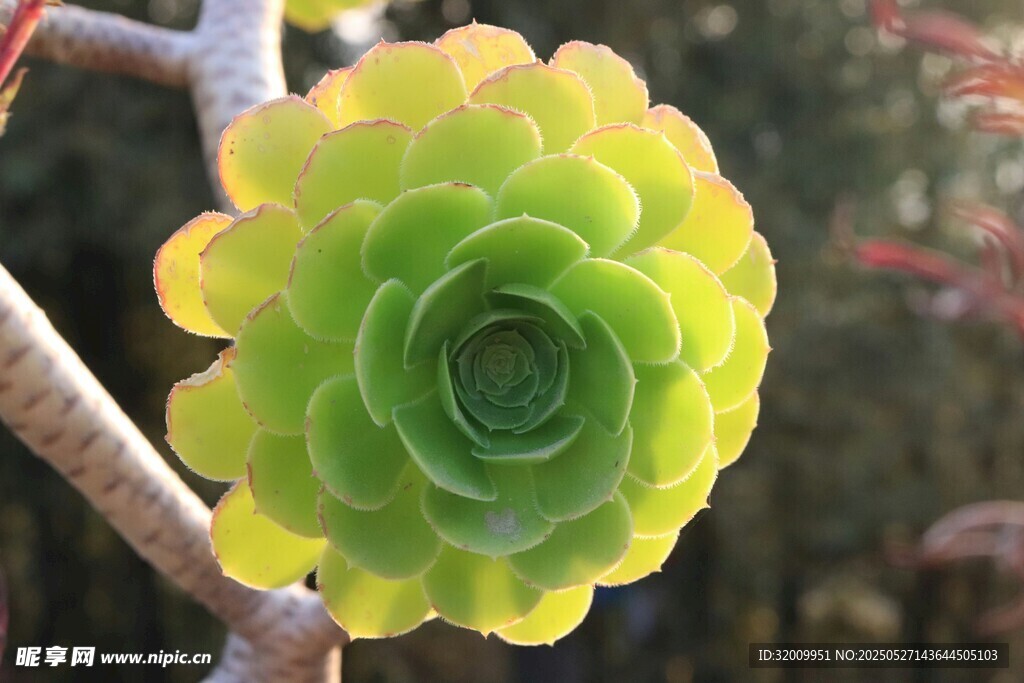 翠绿多肉植物特写