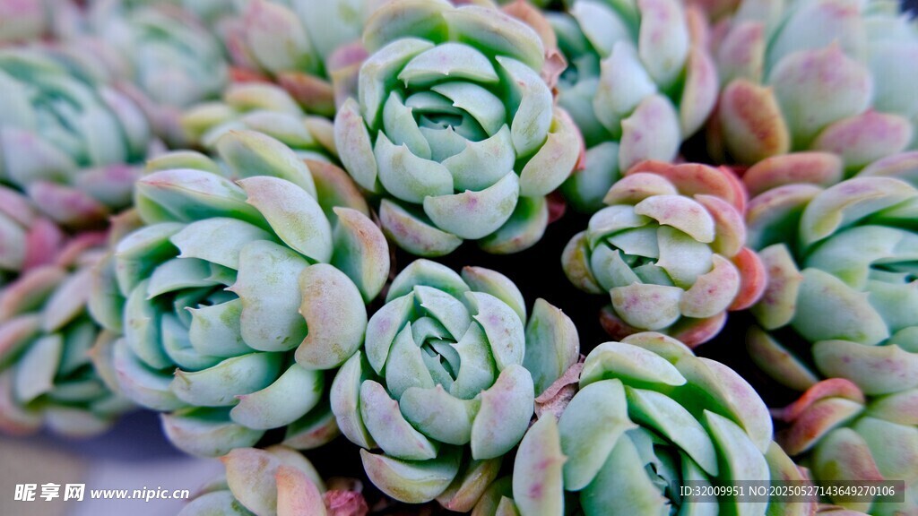粉嫩多肉植物群
