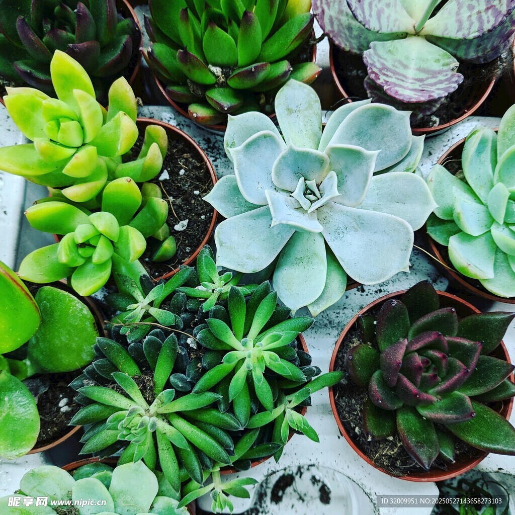 多彩多肉植物组合景观