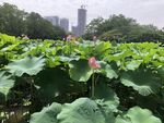 荷花 荷叶