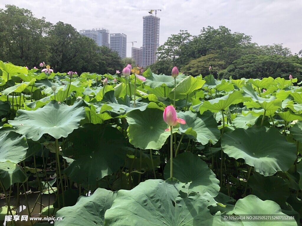 荷花 荷叶