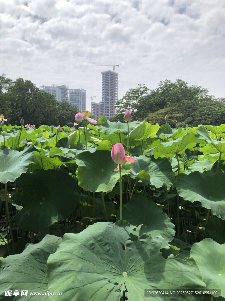 荷花 荷叶