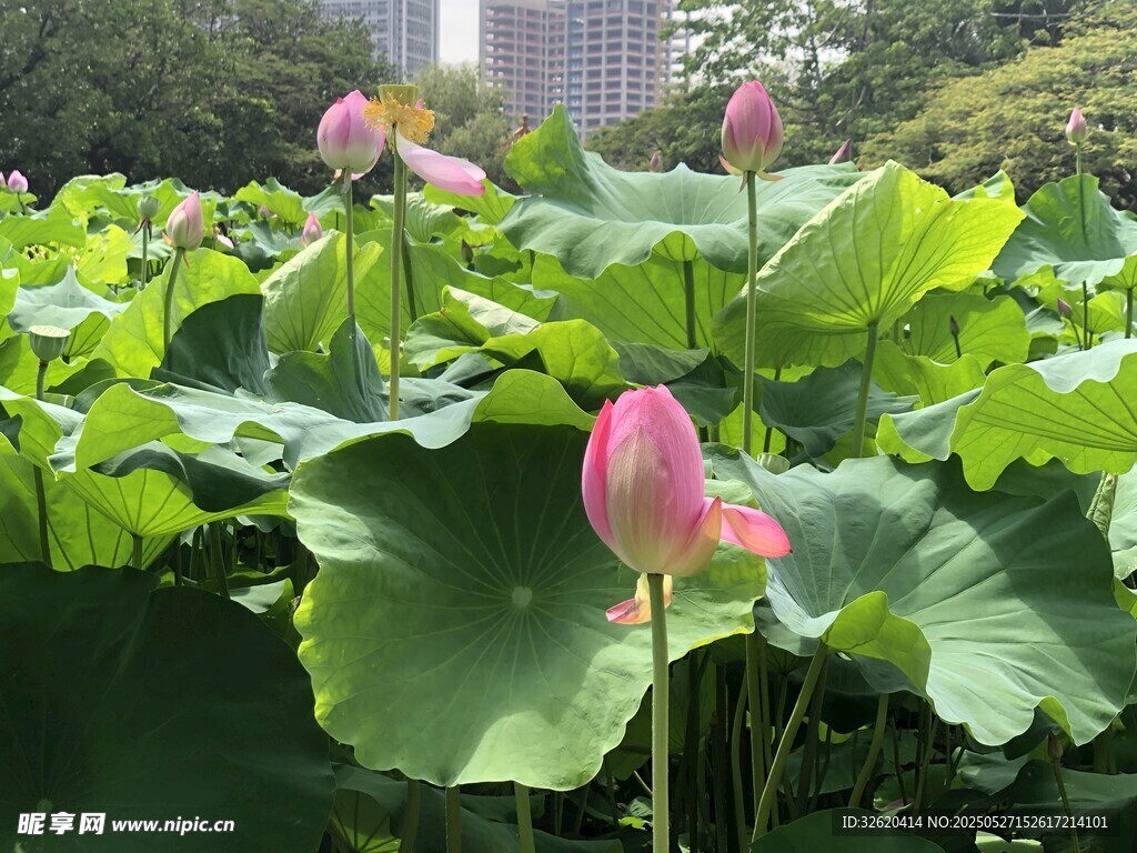 荷花 荷叶