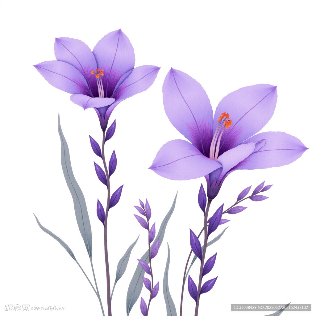 紫色鸢尾花水彩插画