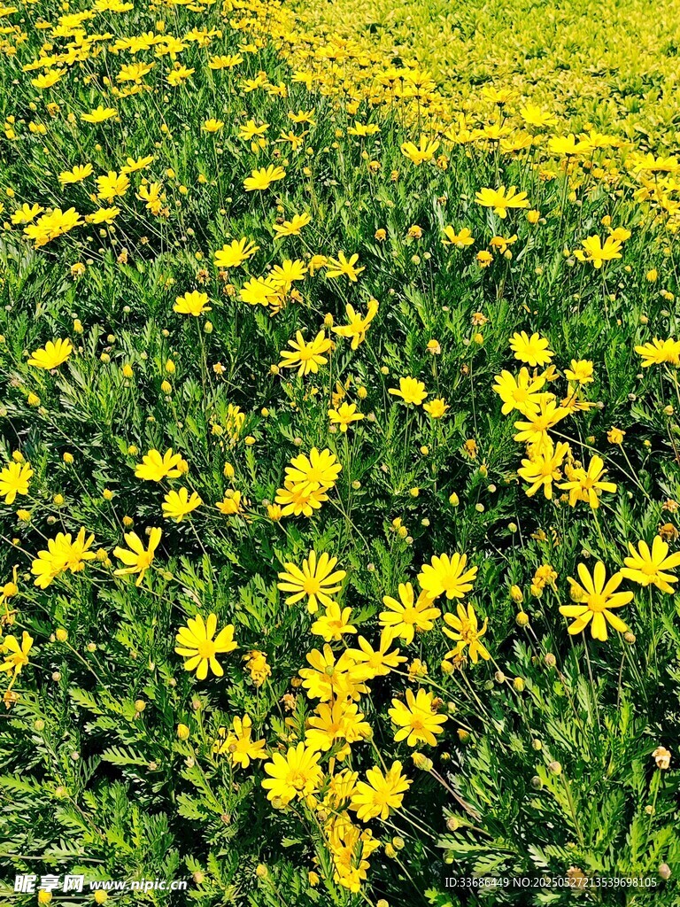 金黄小花绽放绿色草地
