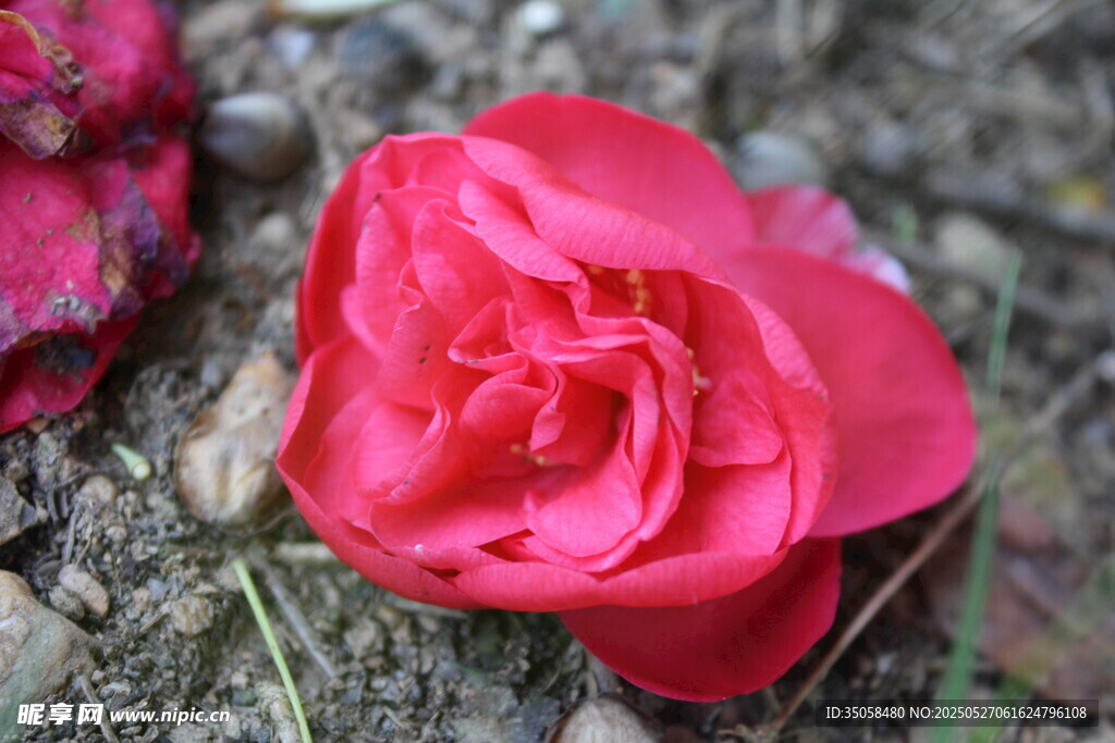 山茶花 