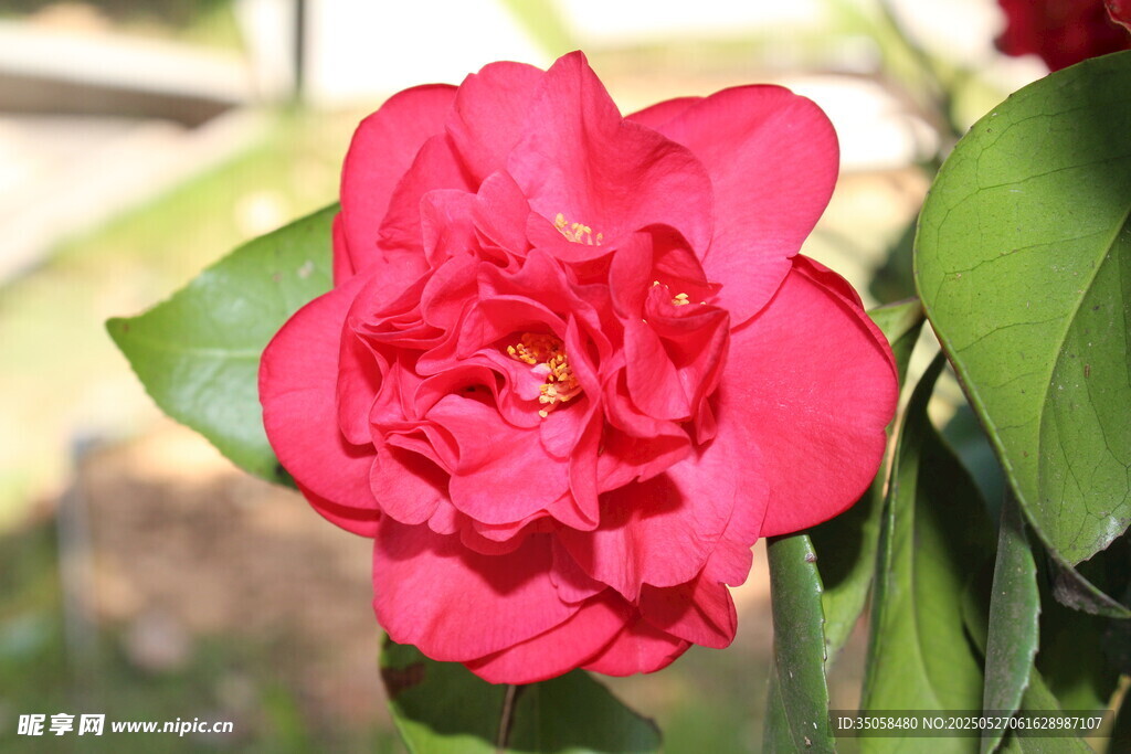 山茶花 