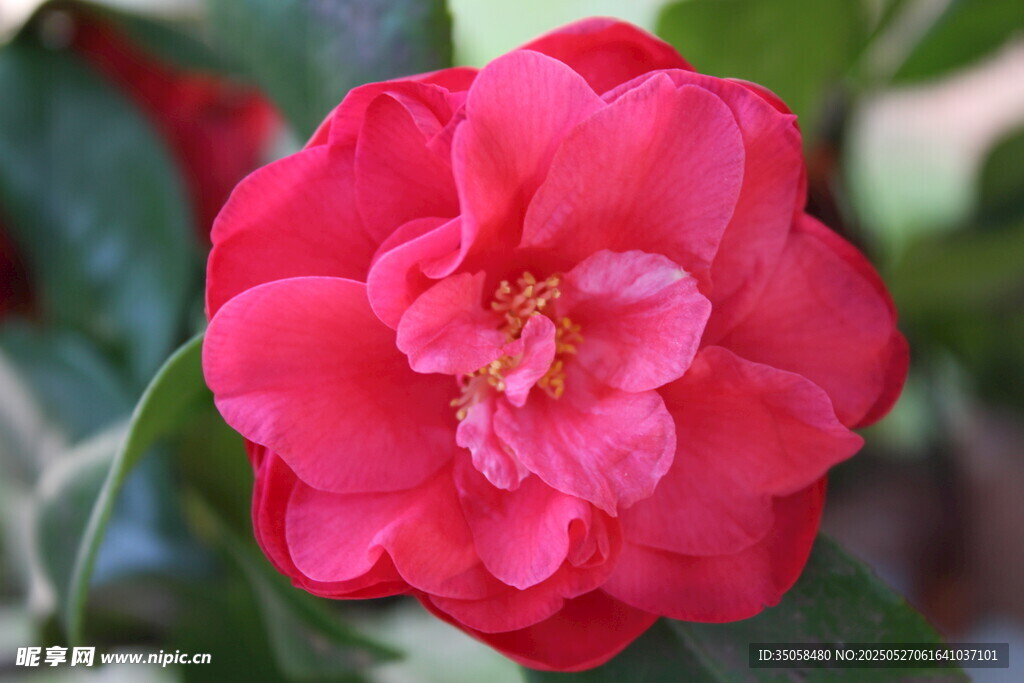 山茶花 