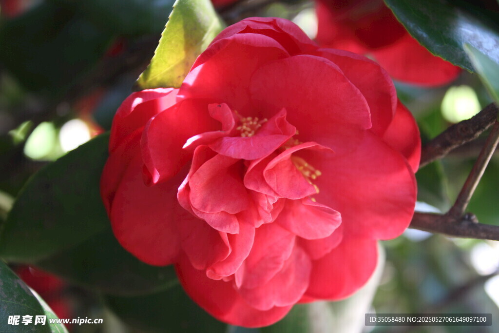 山茶花  