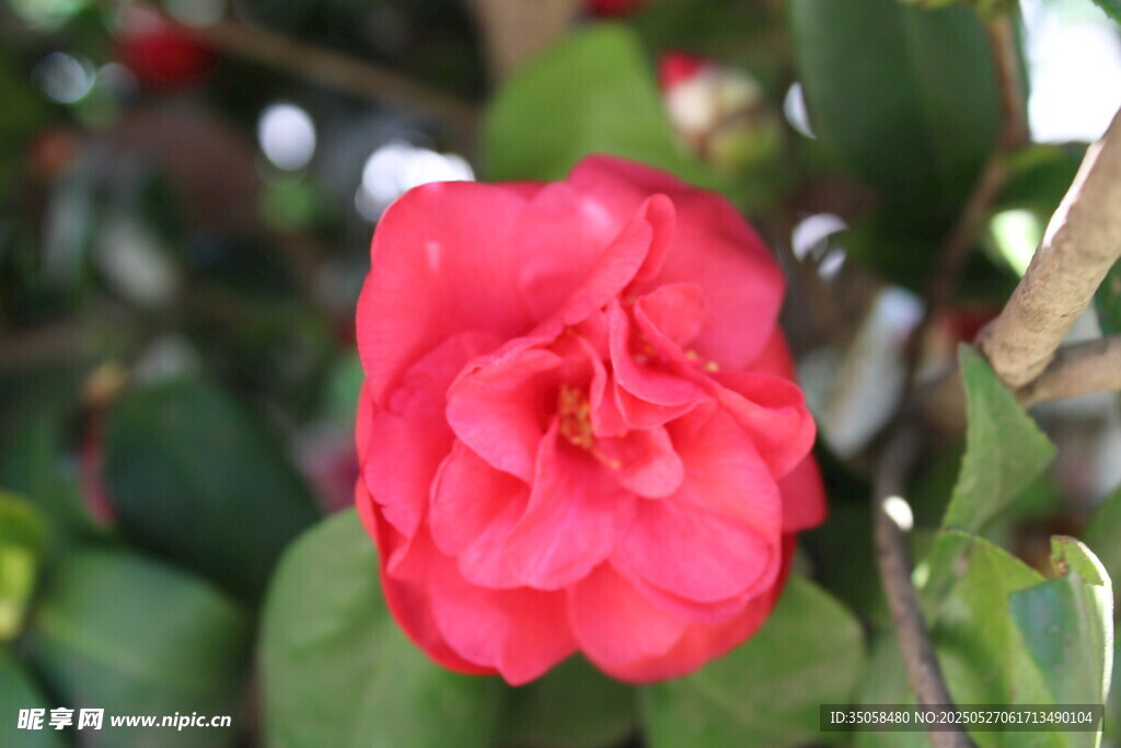 山茶花  