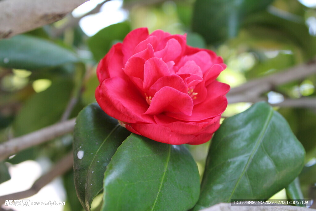 山茶花 