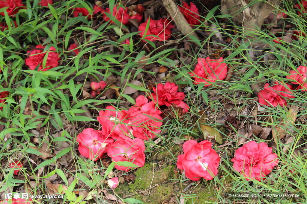 山茶花  