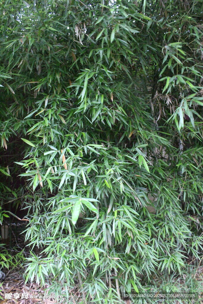 竹子 