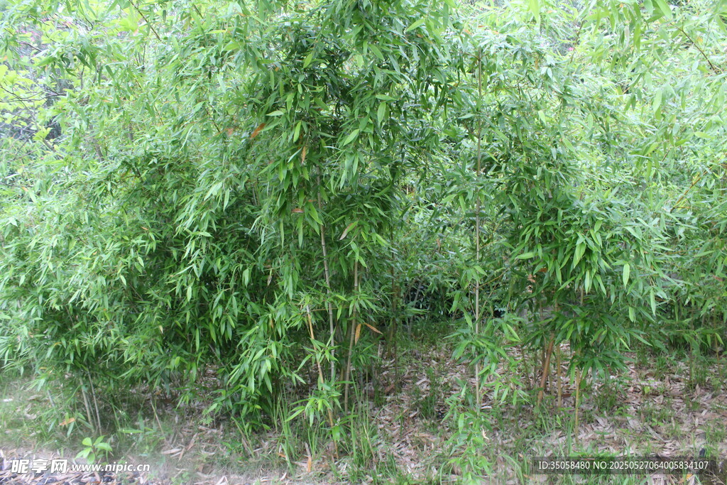 竹子 