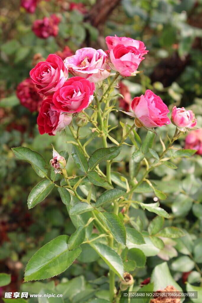月季花  