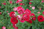 月季花  