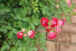 月季花 