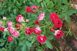 月季花 