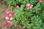 月季花 