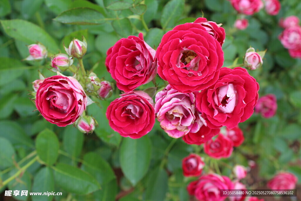 月季花 