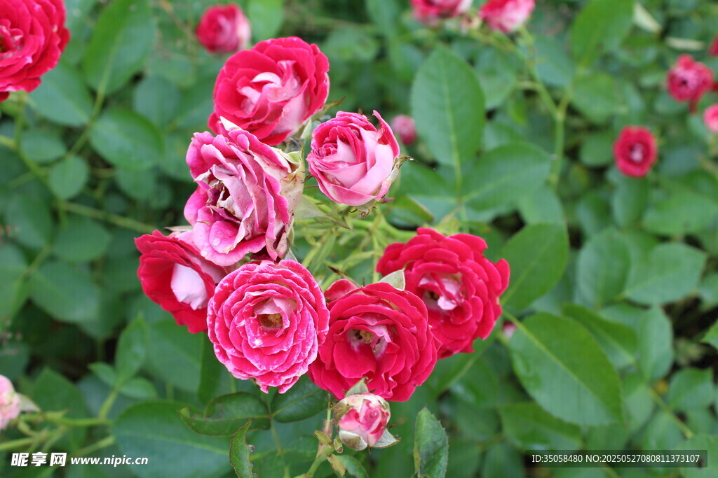 月季花 