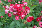 月季花 