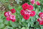 月季花 
