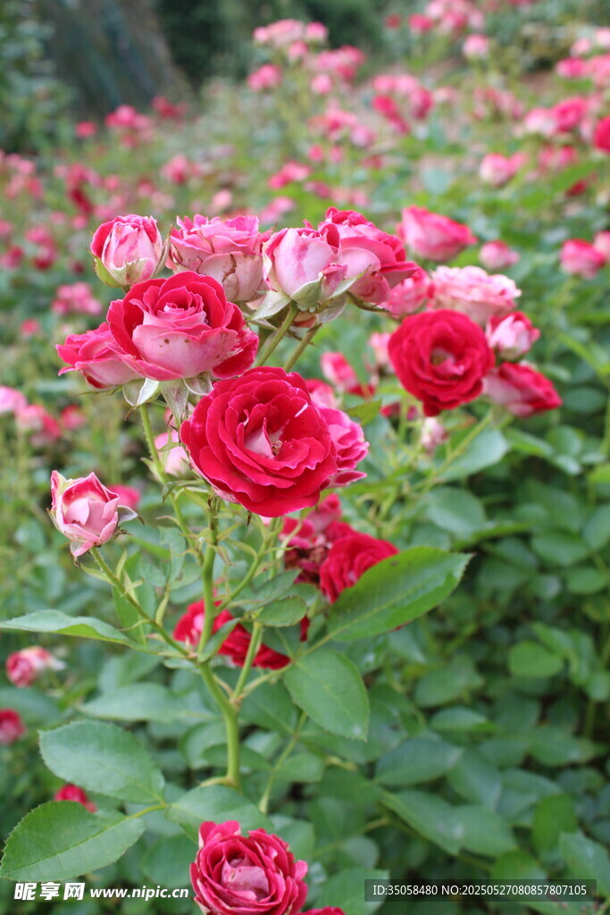 月季花  