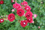 月季花  