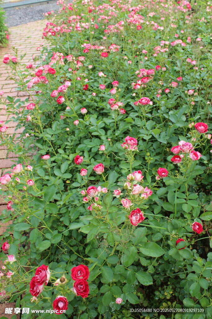 月季花 